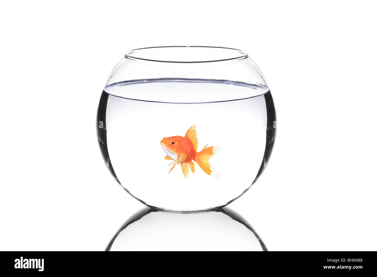 Pesce Dorato in un recipiente isolato su sfondo bianco Foto Stock