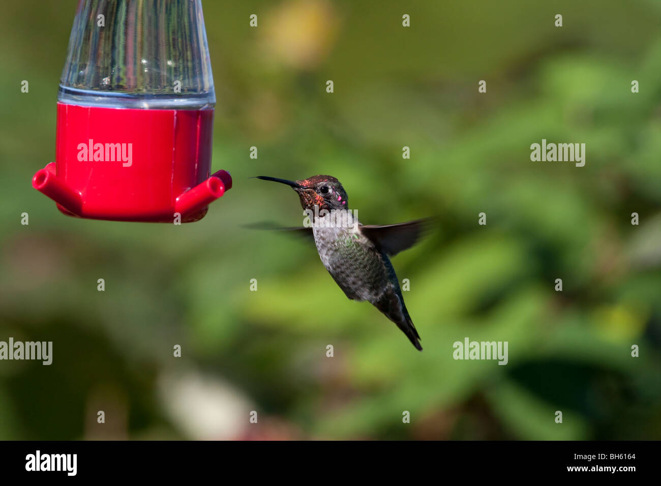 Anna's Hummingbird Calypte anna maschio passando a un colibrì alimentatore in Nanaimo Isola di Vancouver BC Canada nel mese di settembre Foto Stock