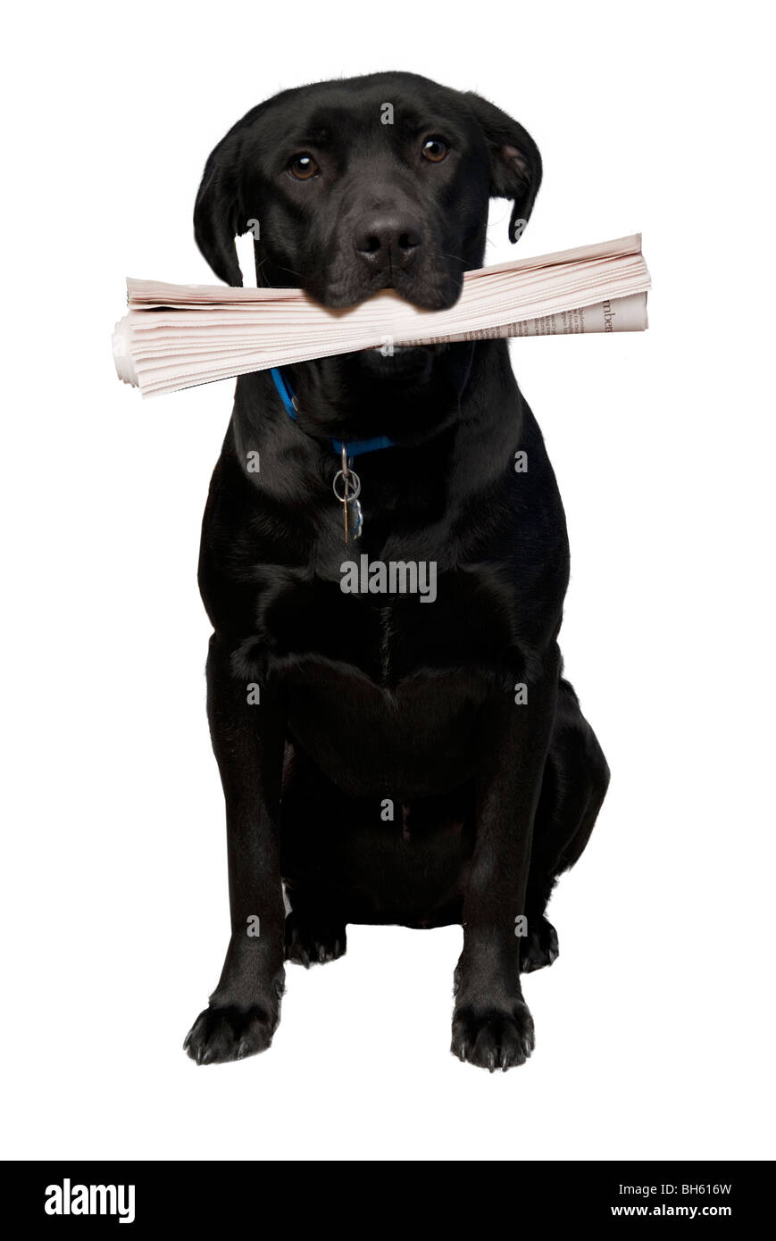Nero Labrador Retriever portando il giornale Foto Stock