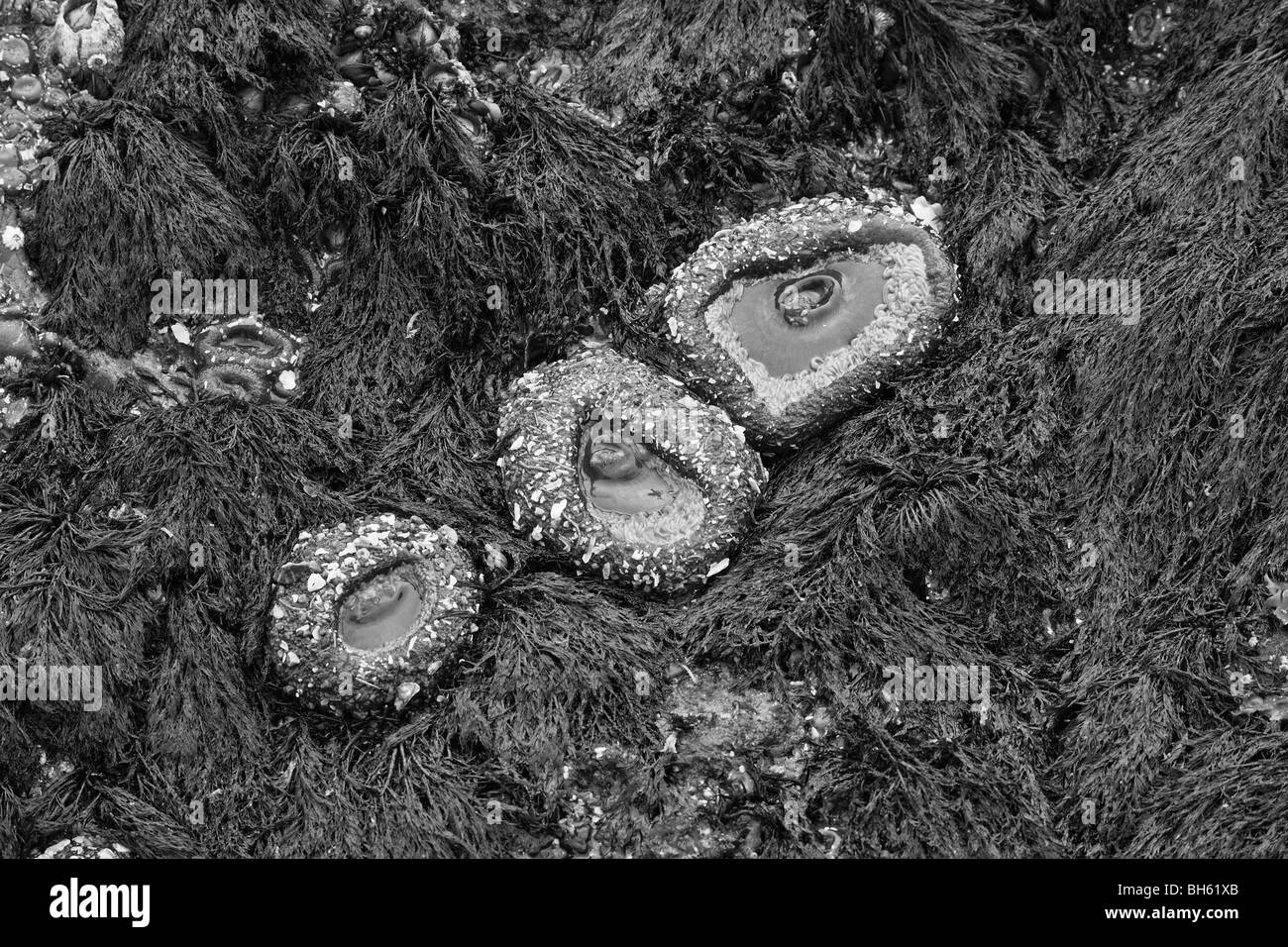 Verde gigante di anemoni a Wickaninnish Beach, Tofino, British Columbia, Canada Foto Stock