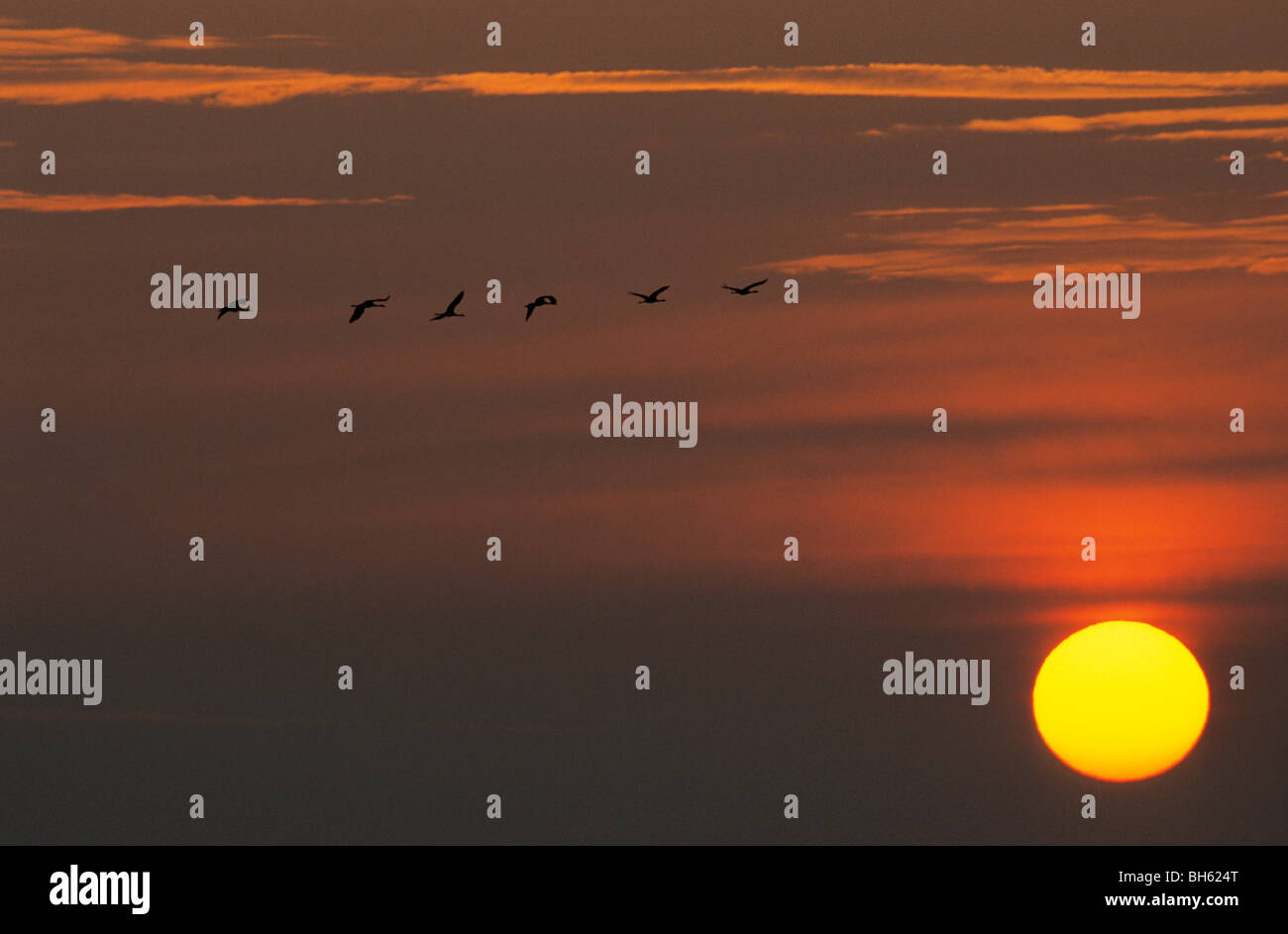 Sunrise - Gru comune battenti / grus grus Foto Stock