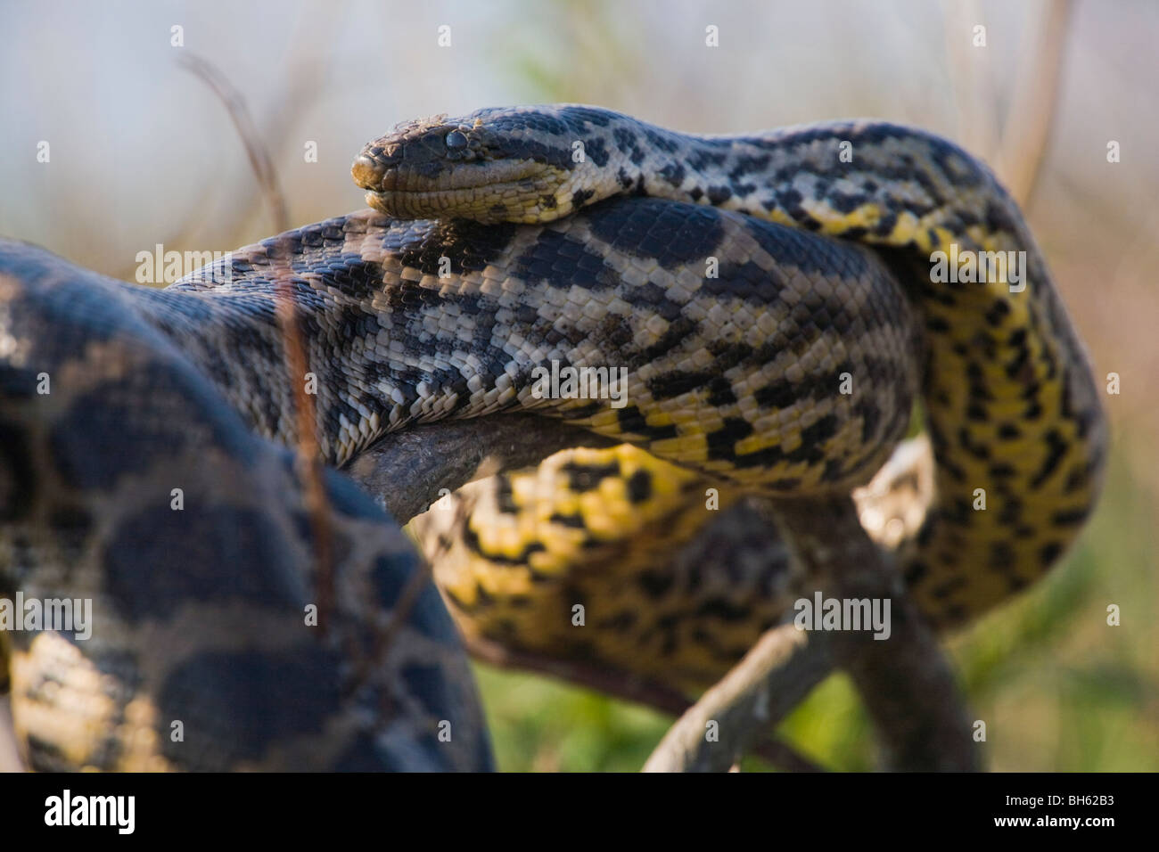 Gelbe Anakonda, Eunectes notaeus Foto Stock