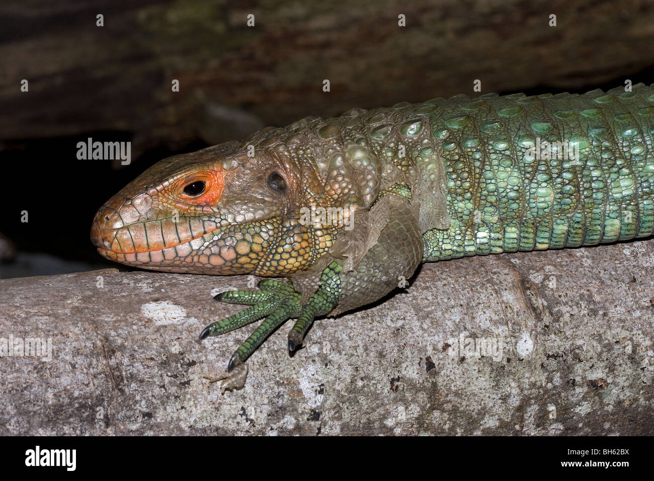 Caimano Lizard, Dracaena guianesis, Amazzonia Foto Stock