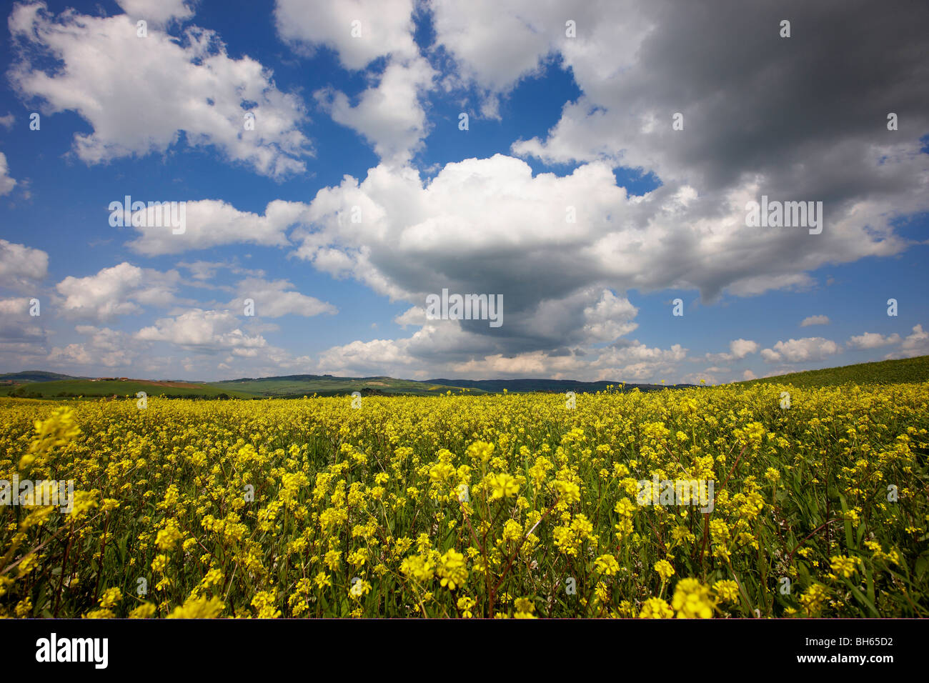 Val d'Orcia in primavera Foto Stock