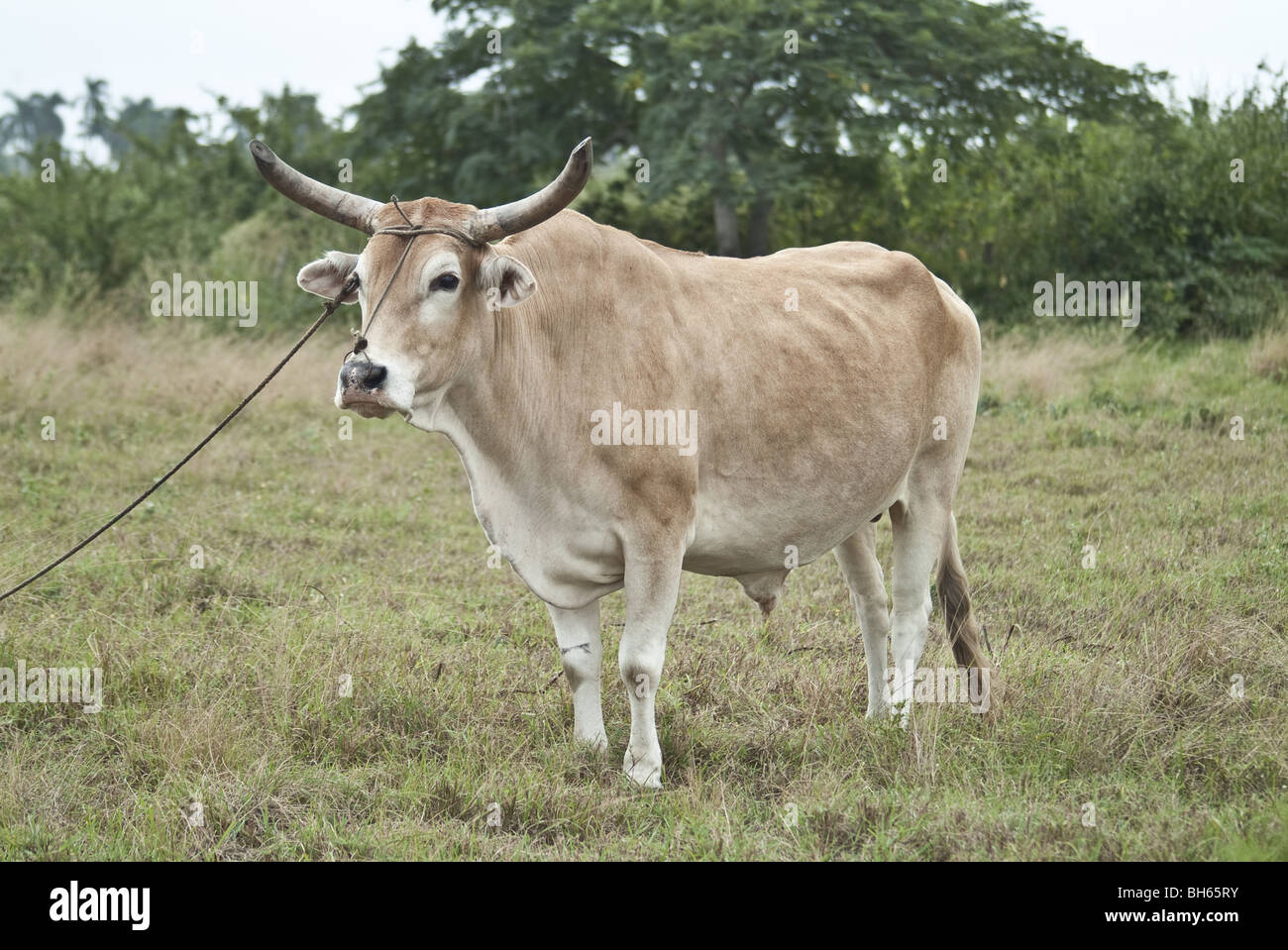 Un manzo, dei Caraibi. Foto Stock