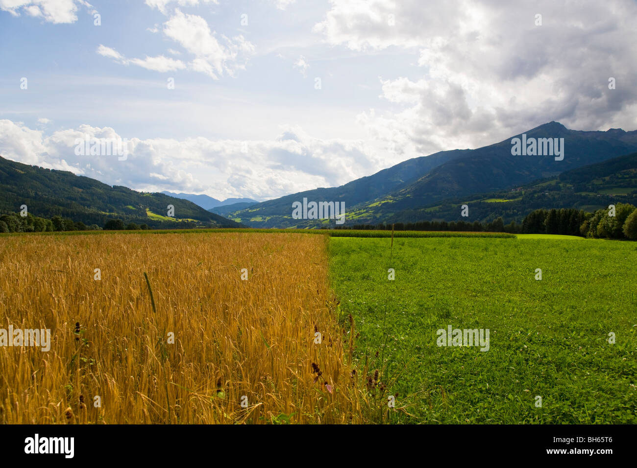 Campo di avena e pascolo in agriturismo Foto Stock