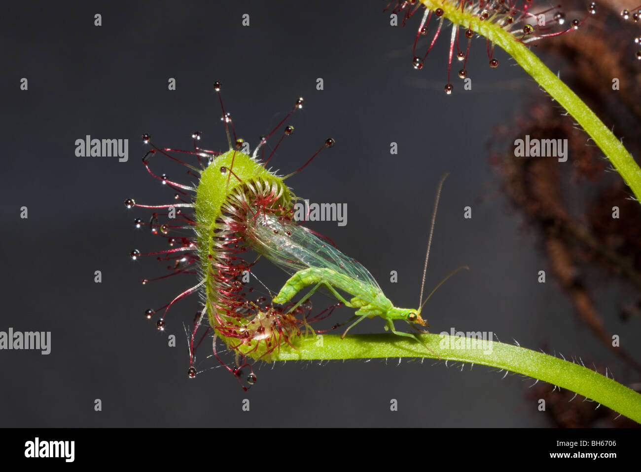 Sundew, pianta carnivora intrappolamento Lacewing verde, Drosera scorpioides, Chrysoperla carnea, Monaco di Baviera, Germania Foto Stock