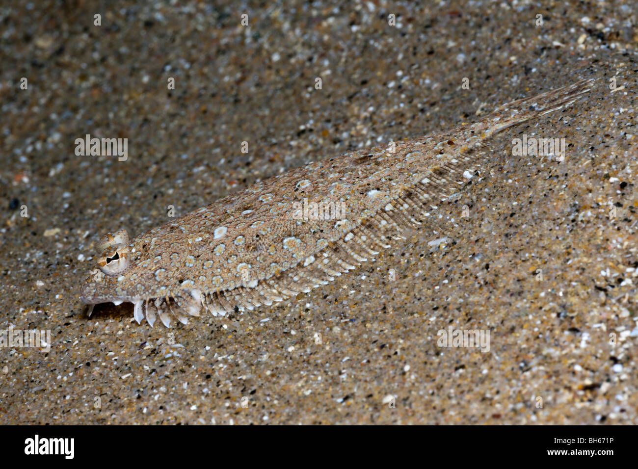 Suola mediterranea, Monchirus hispidus, Tamariu, Costa Brava, Mare mediterraneo, Spagna Foto Stock