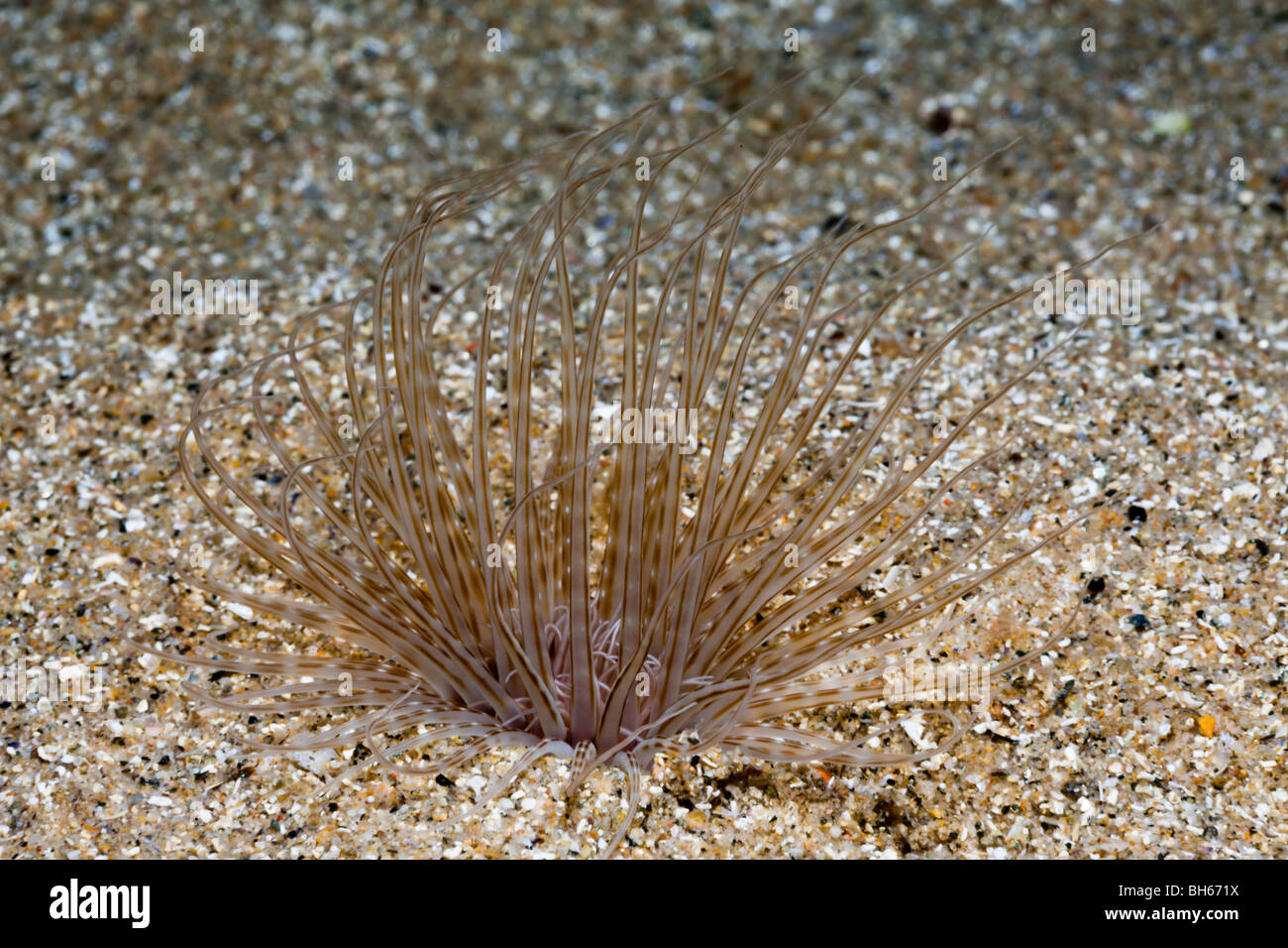 Tubo Anemone, Cerianthus membranaceus, Tamariu, Costa Brava, Mare mediterraneo, Spagna Foto Stock