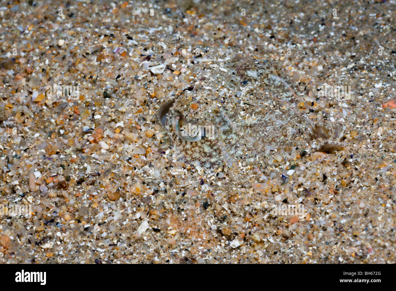 Comune di Seppia mimetizzato nella sabbia, Sepia officinalis, Tamariu, Costa Brava, Mare mediterraneo, Spagna Foto Stock