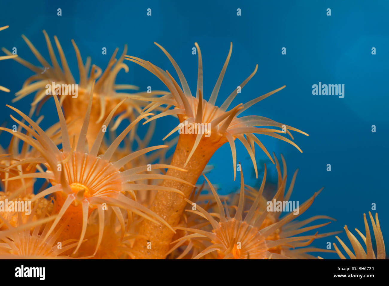 Le margherite di mare, Parazoanthus axinellae, Tamariu, Costa Brava, Mare mediterraneo, Spagna Foto Stock