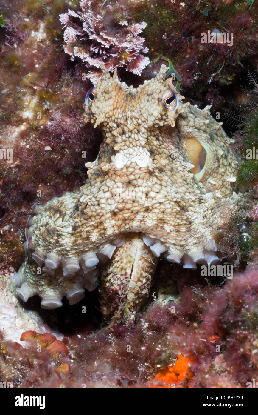 Polpo mangiare shell, Octopus vulgaris, Tamariu, Costa Brava, Mare mediterraneo, Spagna Foto Stock