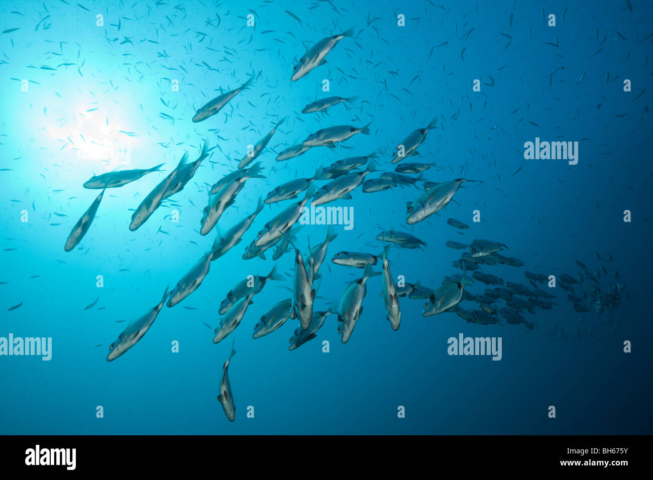 Due bande, Breams Diplodus vulgaris, Tamariu, Costa Brava, Mare mediterraneo, Spagna Foto Stock