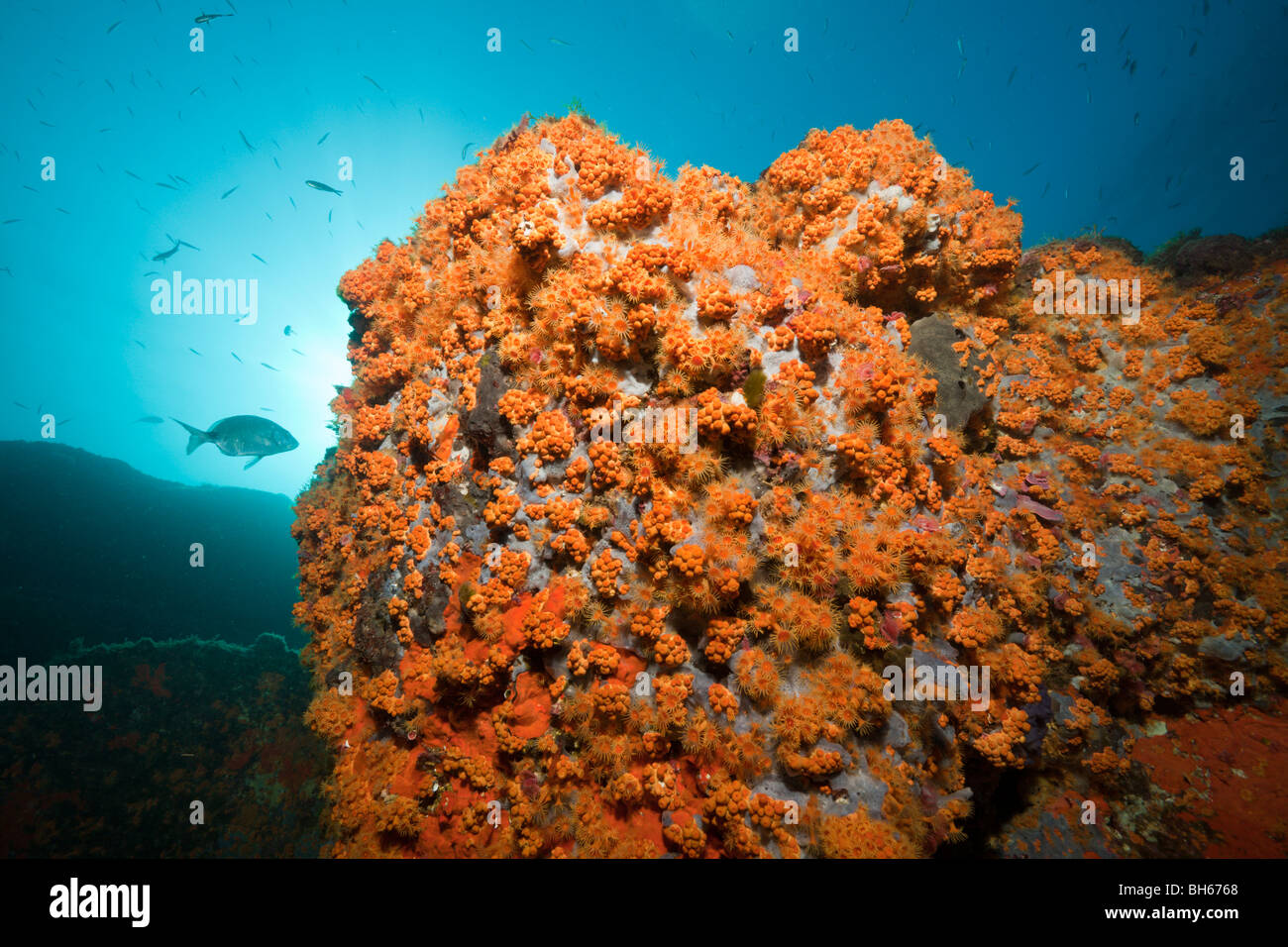 Margherite di mare copre Reef, Parazoanthus axinellae, Tamariu, Costa Brava, Mare mediterraneo, Spagna Foto Stock