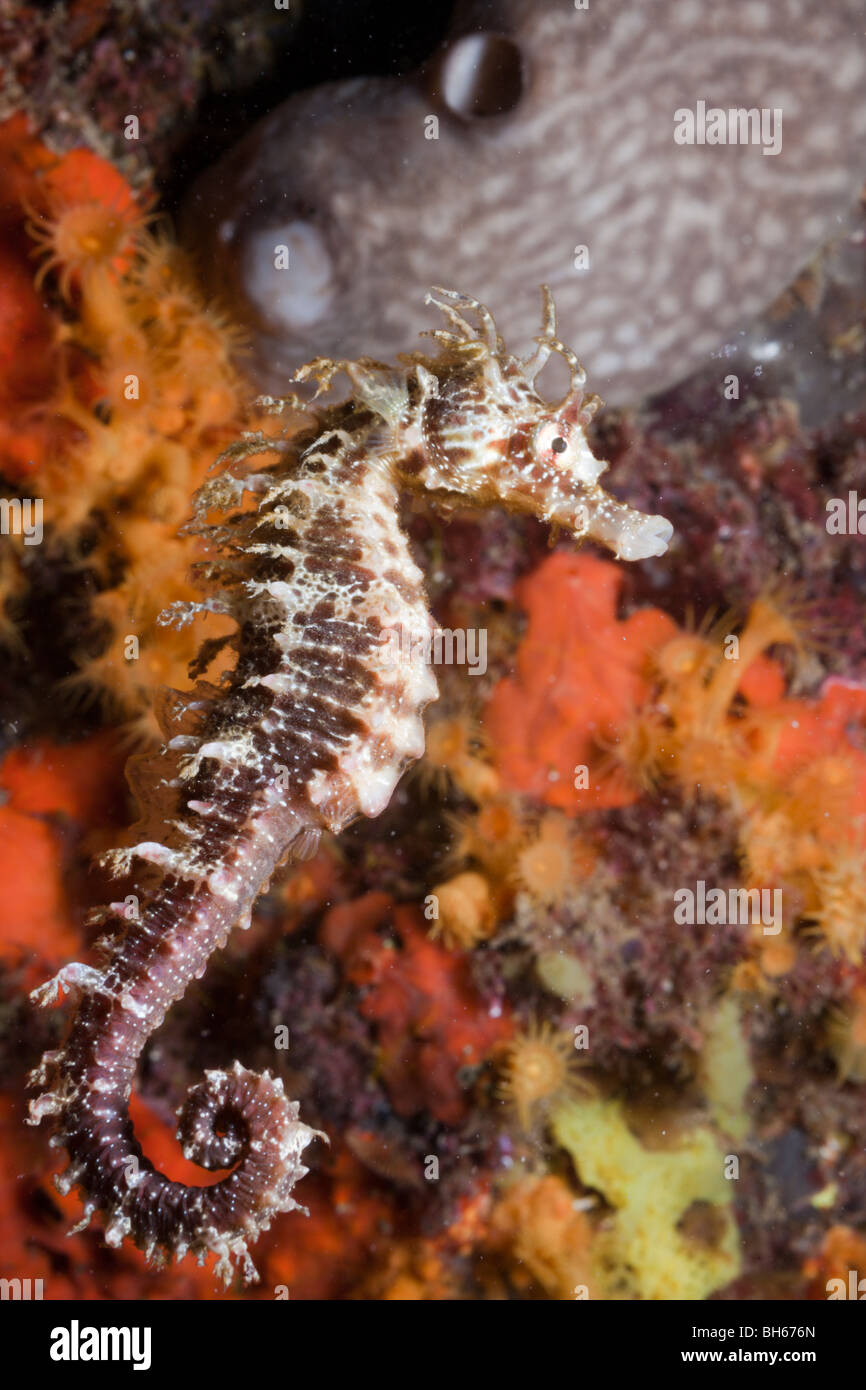 Cavalluccio marino mediterraneo, Hippocampus ramulosus, Tamariu, Costa Brava, Mare mediterraneo, Spagna Foto Stock