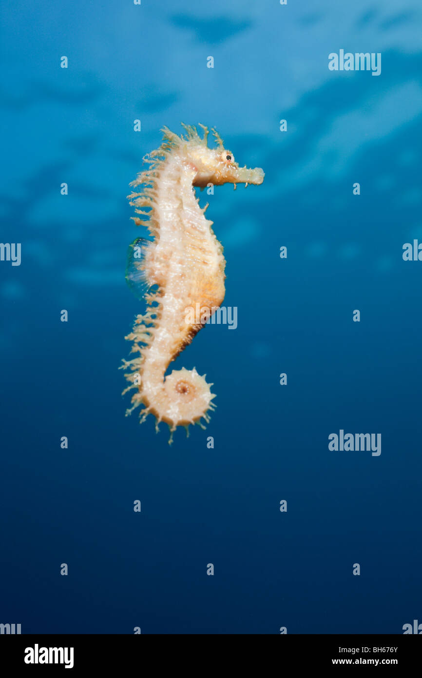 Brown Longsnouted Cavalluccio Marino Hippocampus ramulosus, Tamariu, Costa Brava, Mare mediterraneo, Spagna Foto Stock
