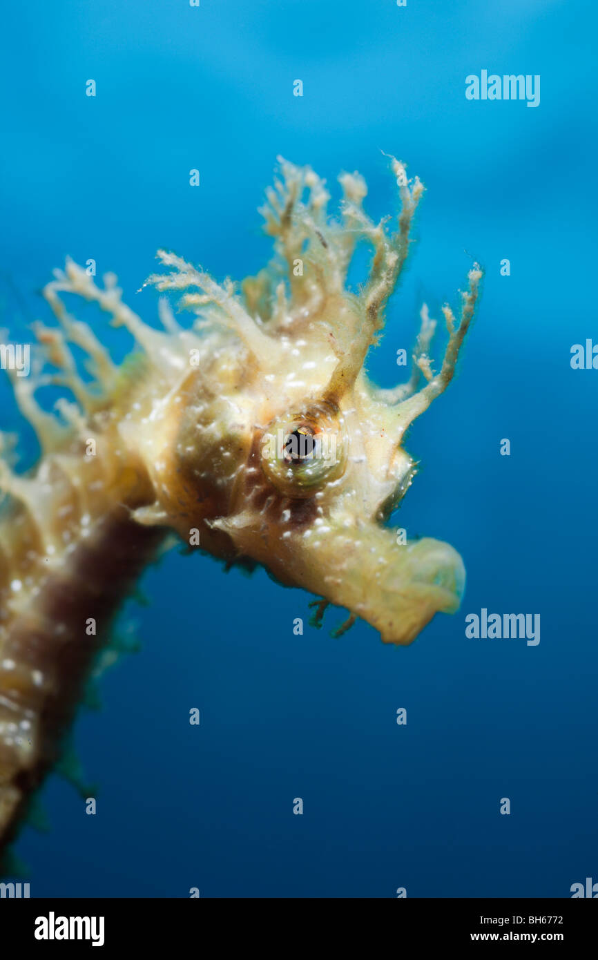 Ritratto di cavalluccio marino Longsnouted, Hippocampus ramulosus, Tamariu, Costa Brava, Mare mediterraneo, Spagna Foto Stock