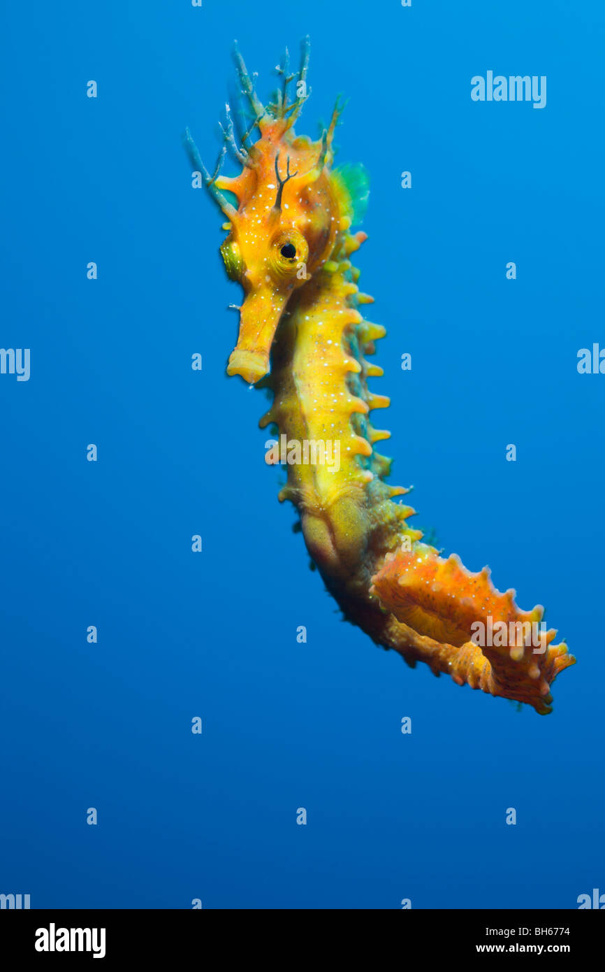 Giallo Longsnouted Cavalluccio Marino Hippocampus ramulosus, Tamariu, Costa Brava, Mare mediterraneo, Spagna Foto Stock