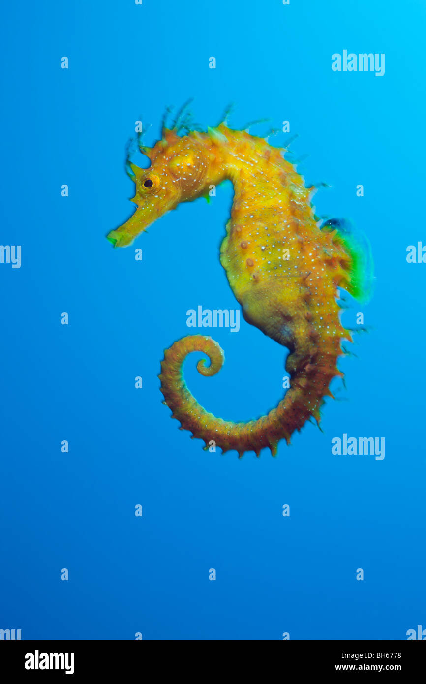 Cavalluccio Marino Longsnouted, Hippocampus ramulosus, Tamariu, Costa Brava, Mare mediterraneo, Spagna Foto Stock