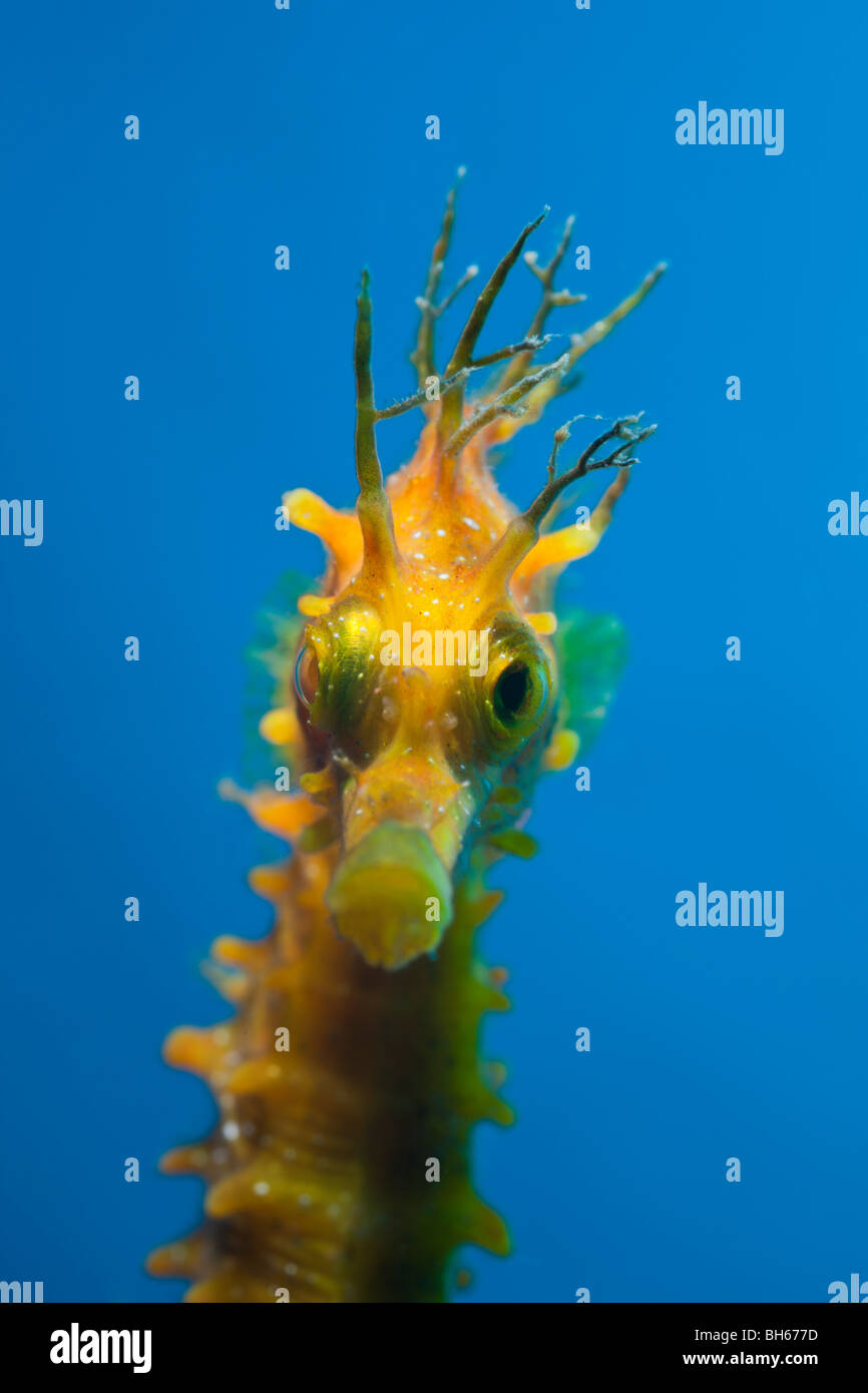 Ritratto di cavalluccio marino Longsnouted, Hippocampus ramulosus, Tamariu, Costa Brava, Mare mediterraneo, Spagna Foto Stock