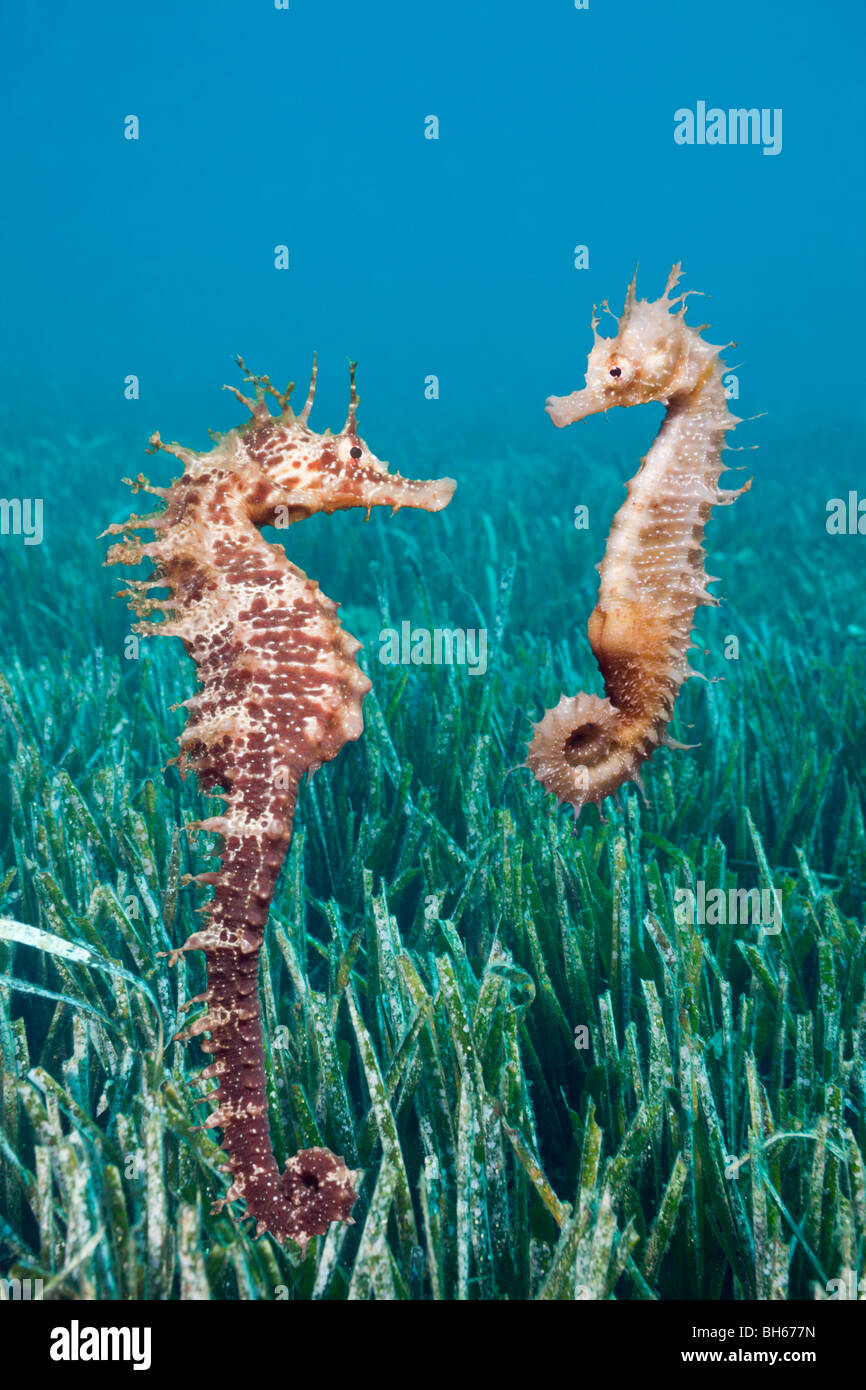 Paio di cavalluccio marino mediterraneo, Hippocampus ramulosus, Tamariu, Costa Brava, Mare mediterraneo, Spagna Foto Stock