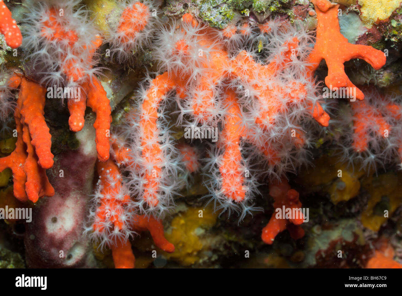 Coralli preziosi, Corallium rubrum, Les Ferranelles, isole Medes, Costa Brava, Mare mediterraneo, Spagna Foto Stock
