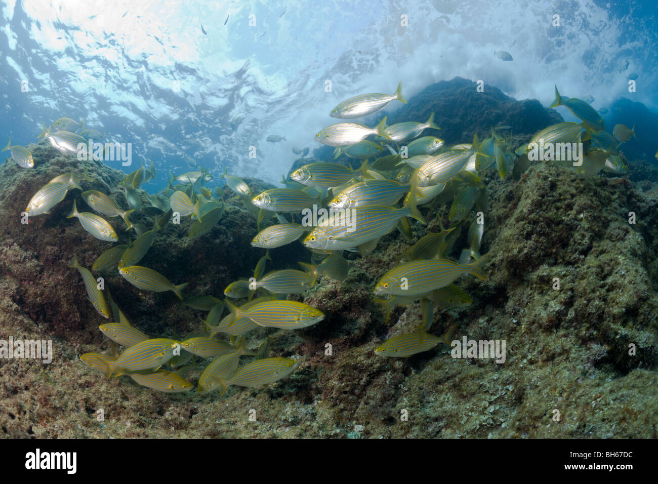 Mucca Breams scolarizzazione, Sarpa salpa Carall Bernat, isole Medes, Costa Brava, Mare mediterraneo, Spagna Foto Stock
