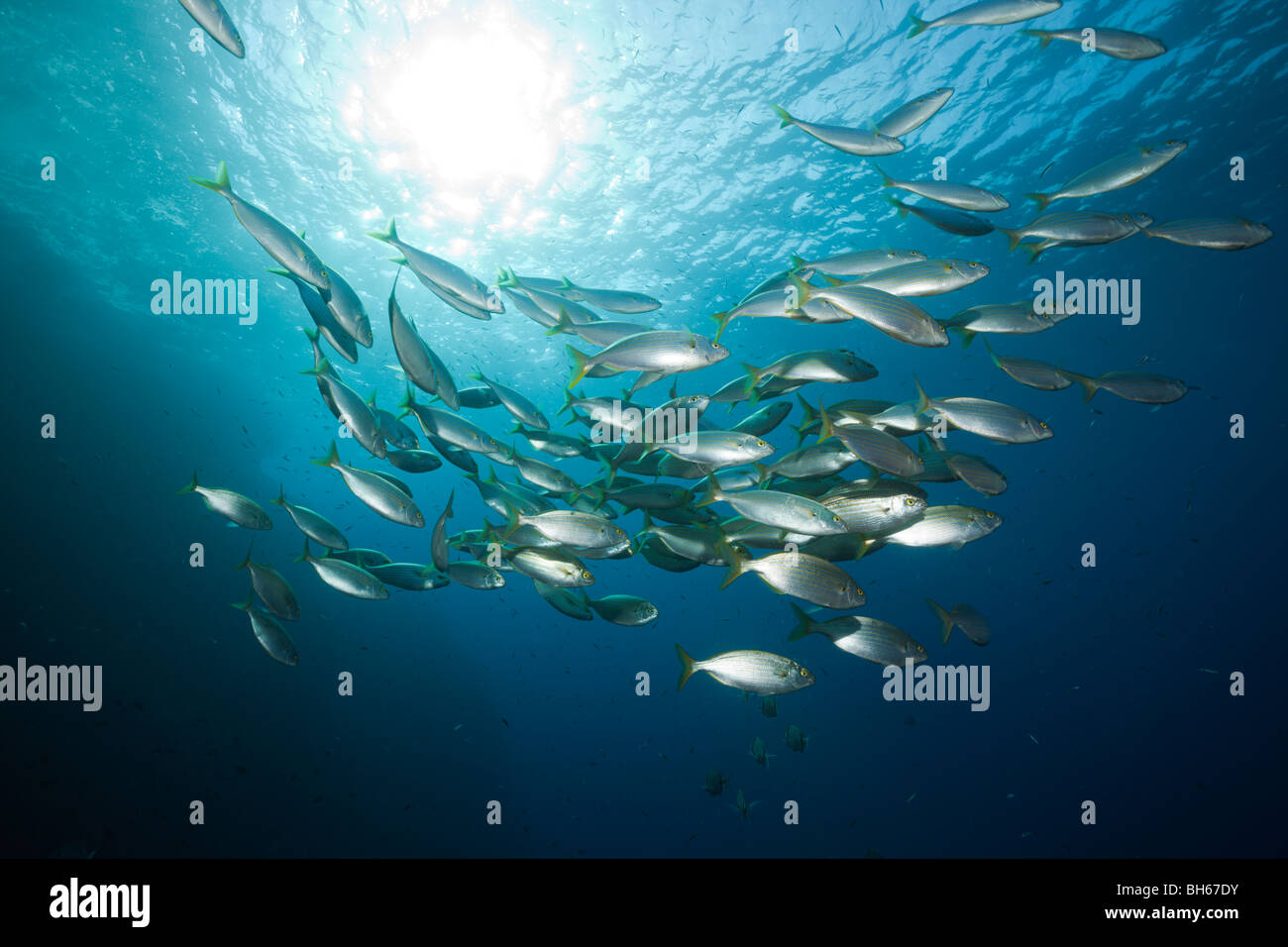 Secca di mucca, Breams Sarpa salpa Carall Bernat, isole Medes, Costa Brava, Mare mediterraneo, Spagna Foto Stock