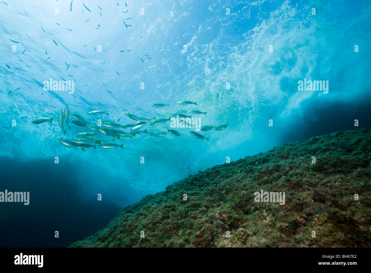 Secca di mucca, Breams Sarpa salpa Carall Bernat, isole Medes, Costa Brava, Mare mediterraneo, Spagna Foto Stock