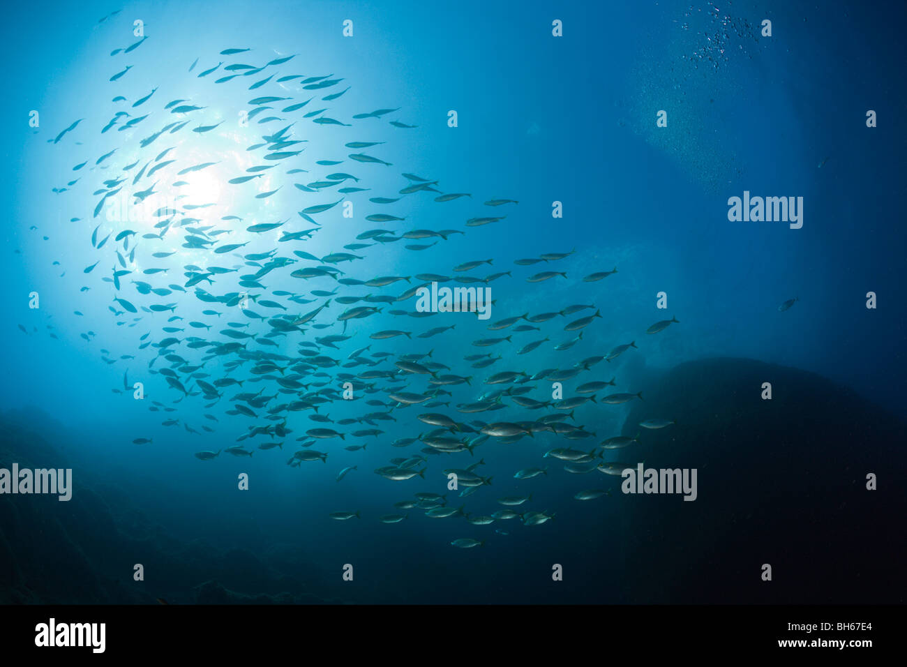 Secca di mucca, Breams Sarpa salpa, El Medallot, isole Medes, Costa Brava, Mare mediterraneo, Spagna Foto Stock