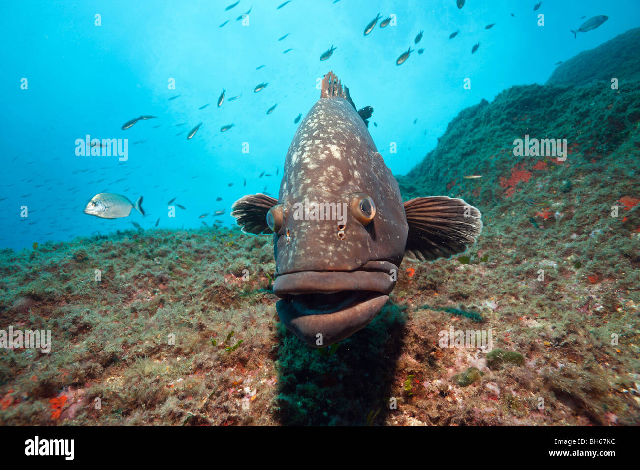 Dusky cernie, Epinephelus marginatus, Carall Bernat, isole Medes, Costa Brava, Mare mediterraneo, Spagna Foto Stock