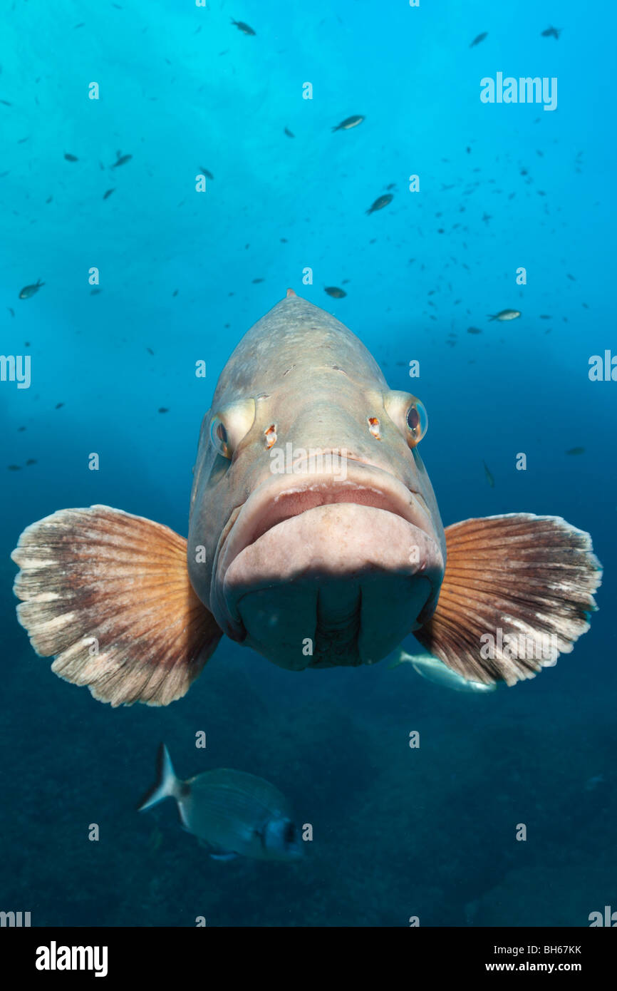 Dusky cernie, Epinephelus marginatus, Carall Bernat, isole Medes, Costa Brava, Mare mediterraneo, Spagna Foto Stock