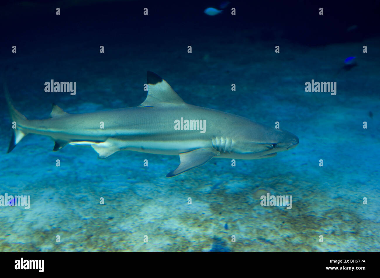 Blacktip Shark Reef, (melanopterus) Foto Stock
