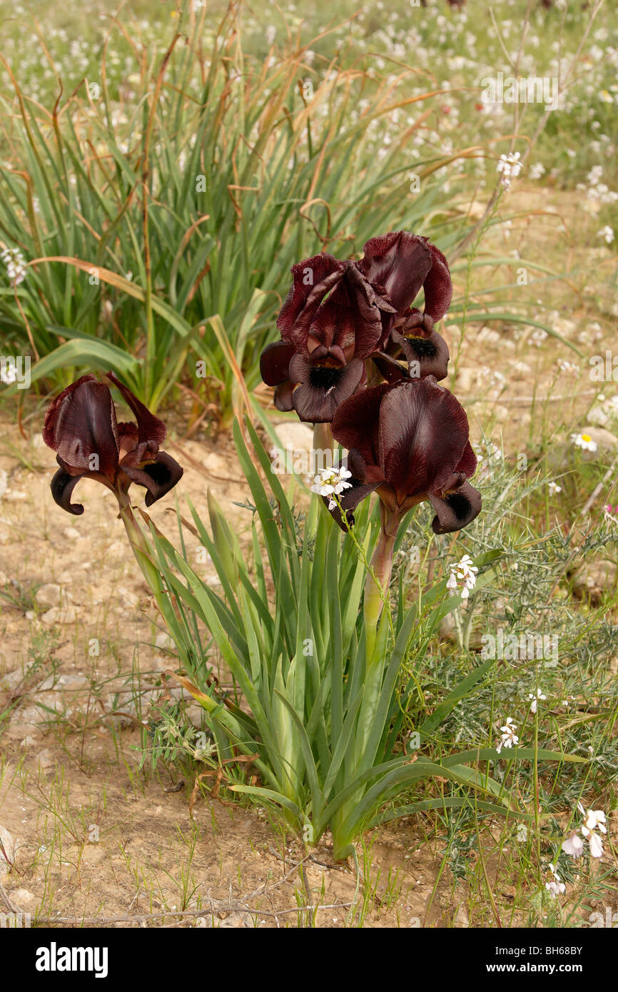 Israele, Iris Atrofusca nel Negev Foto Stock