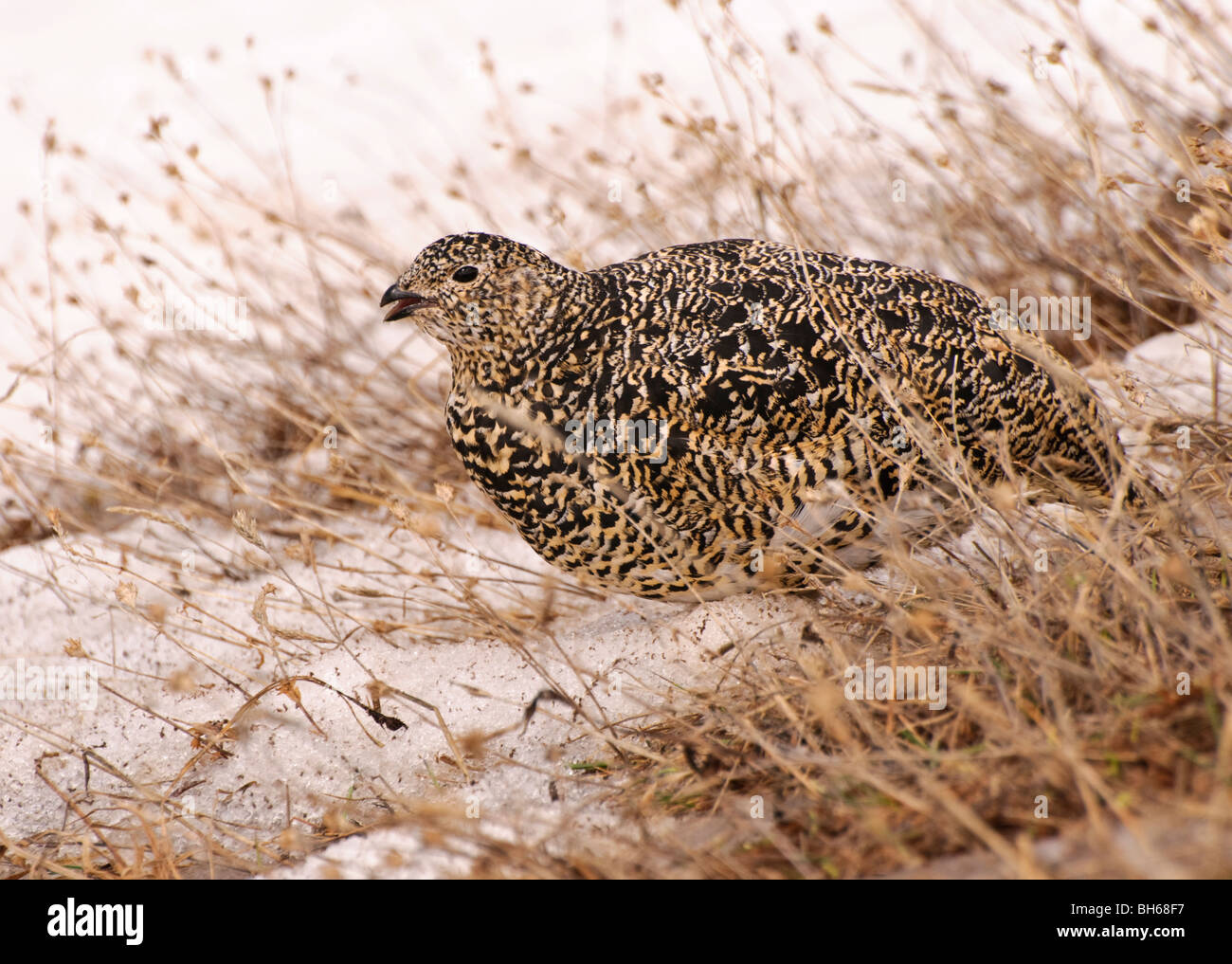 Femmina bianca-tailed ptarmigan (Lagopus lecurus). Foto Stock