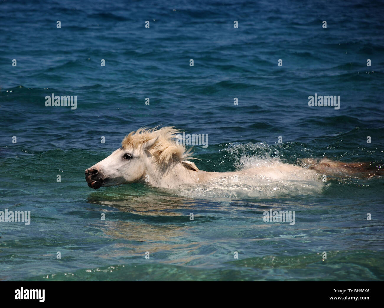 White pony nuotare nel mare Foto Stock