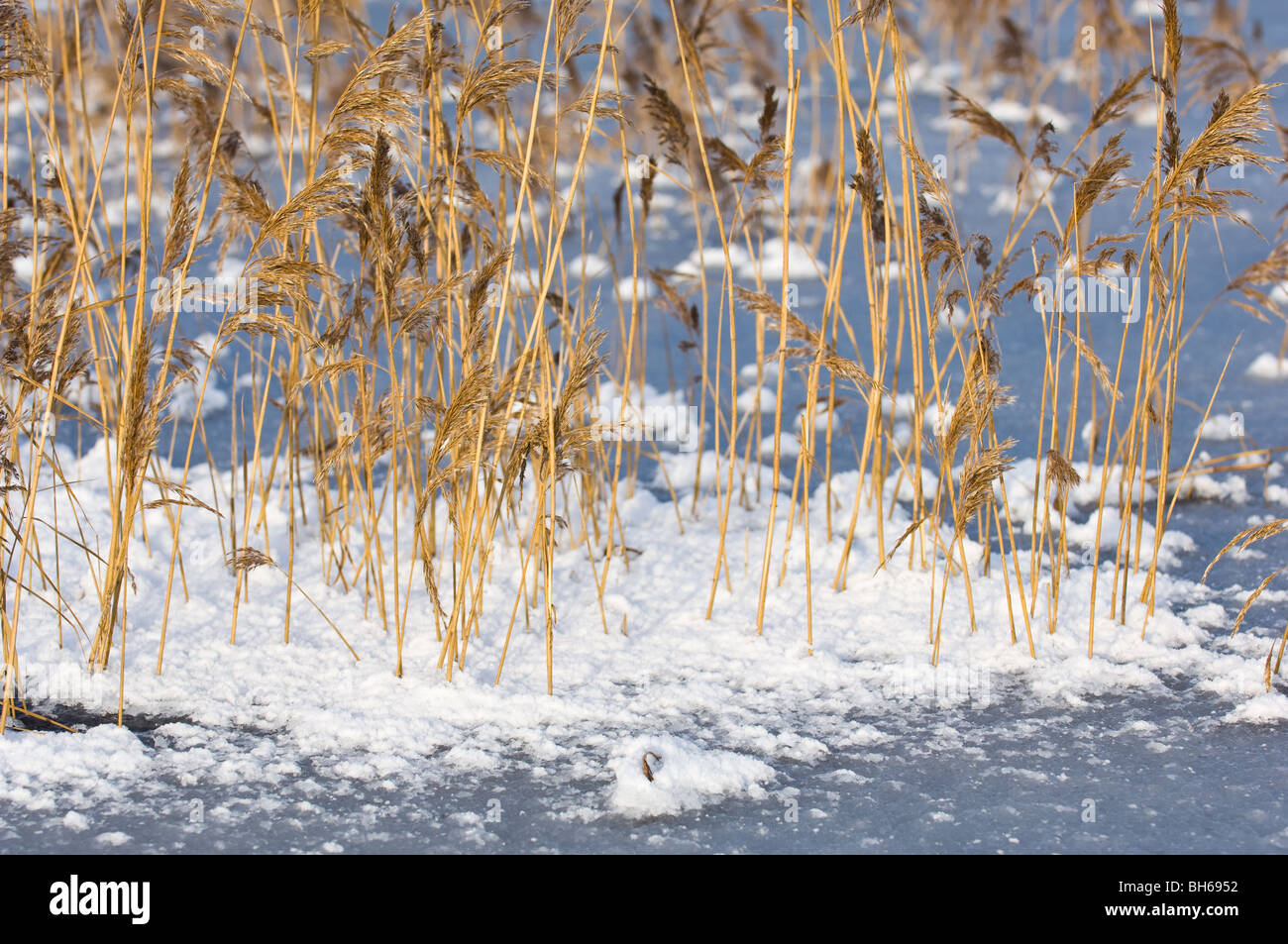 Reed con teste di seme su un lago ghiacciato. Foto Stock