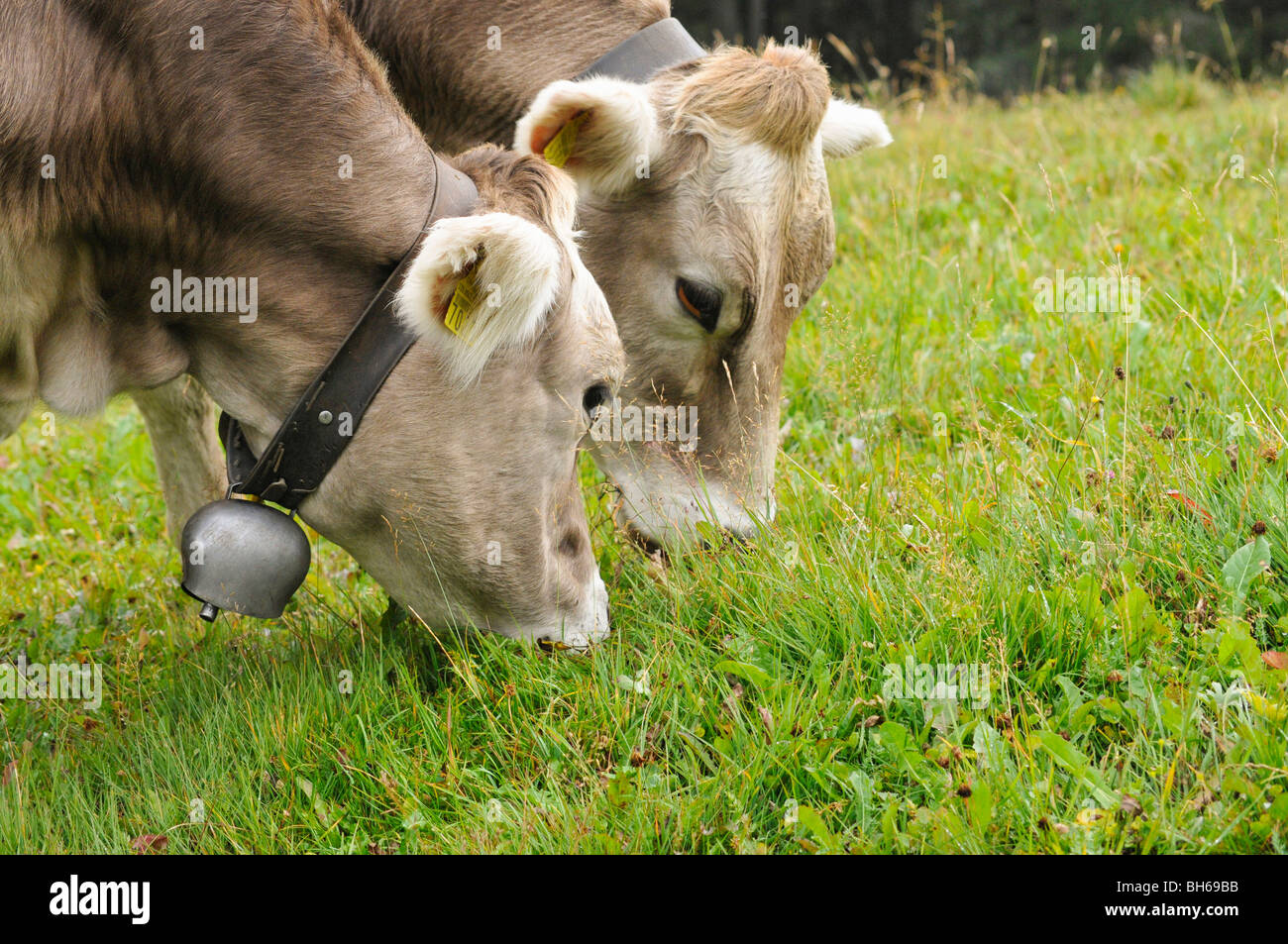 Svizzero marrone (bruna alpina) le mucche al pascolo nei prati alpini sopra Lenzerheide, Grigioni, Svizzera Foto Stock