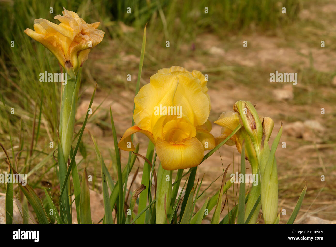 Israele, Iris Atrofusca nel Negev Foto Stock