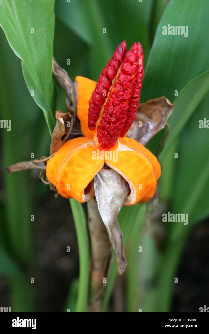 Horsfieldii Brachychilum (precedentemente Hedychium horsfieldii), Zingiberaceae, Asia tropicale, Indonesia, Borneo Foto Stock