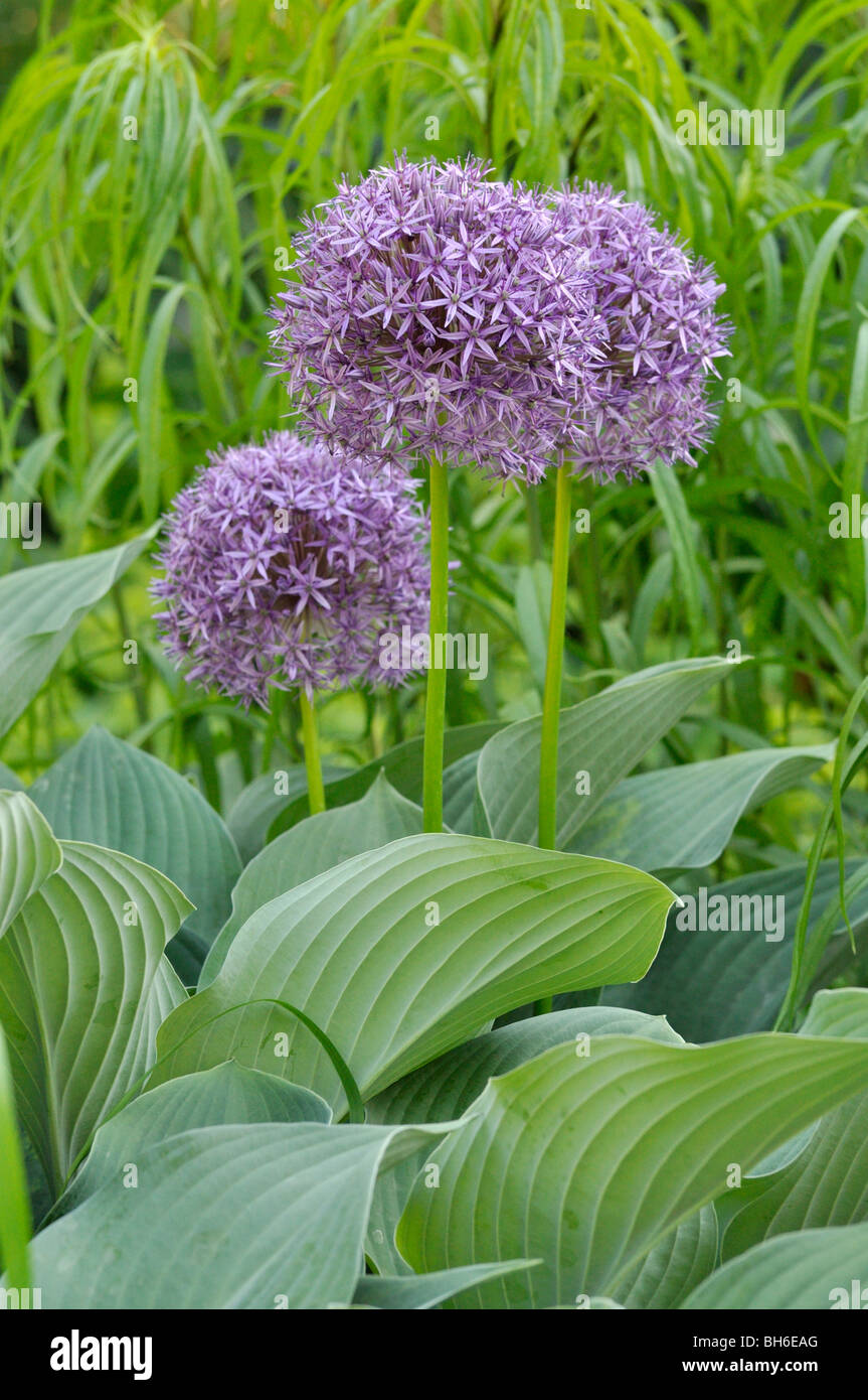 Giant allium (allium globemaster) Foto Stock