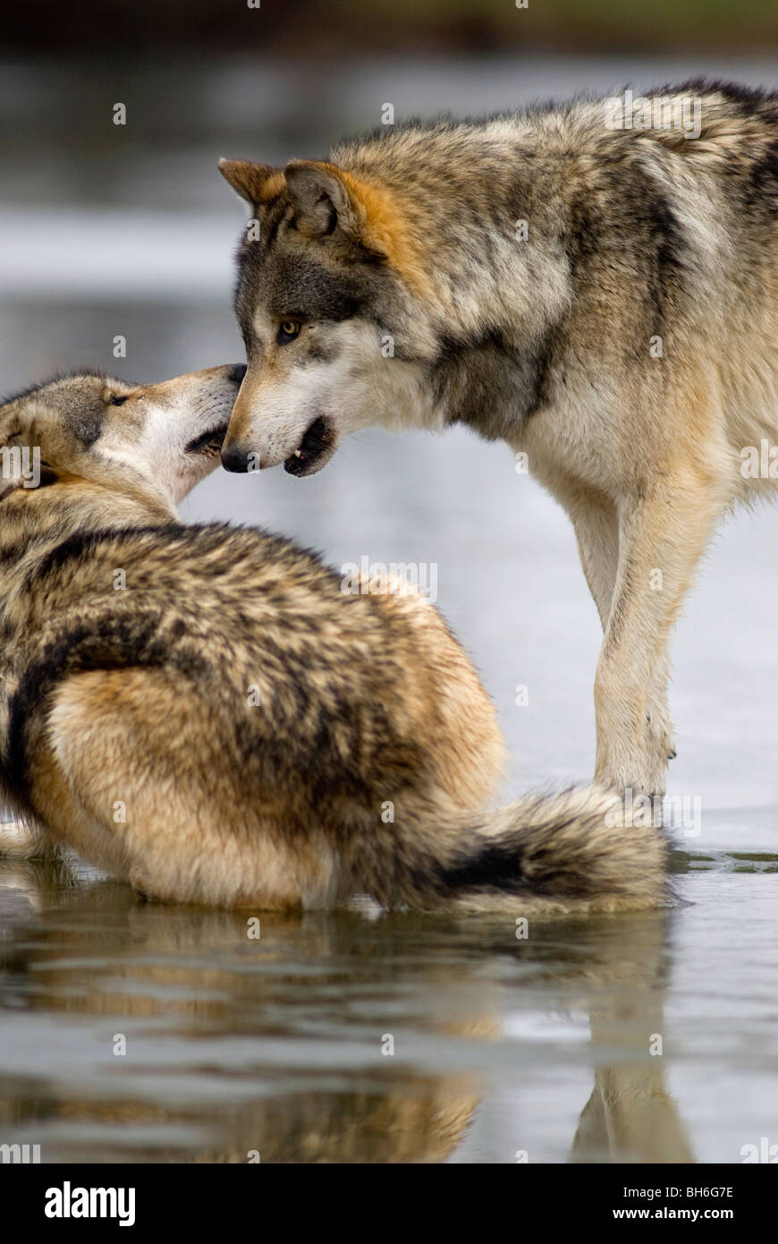 Ovviamente uno di questi lupi è sottomesso e questa è stata scattata durante un alterco tra i due lupi. Foto Stock
