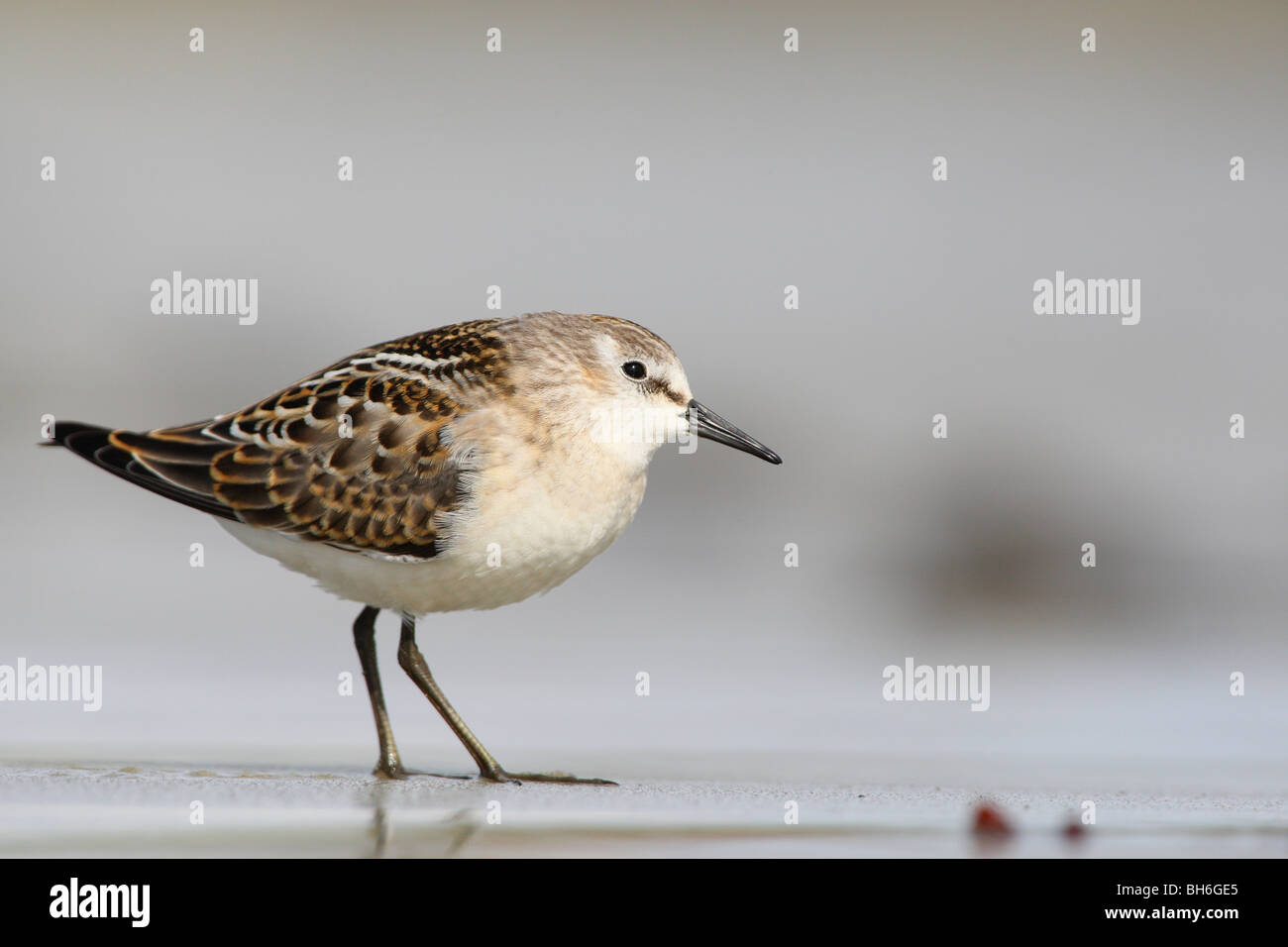 Little stint (Calidris minuta) sulla sabbia. Foto Stock