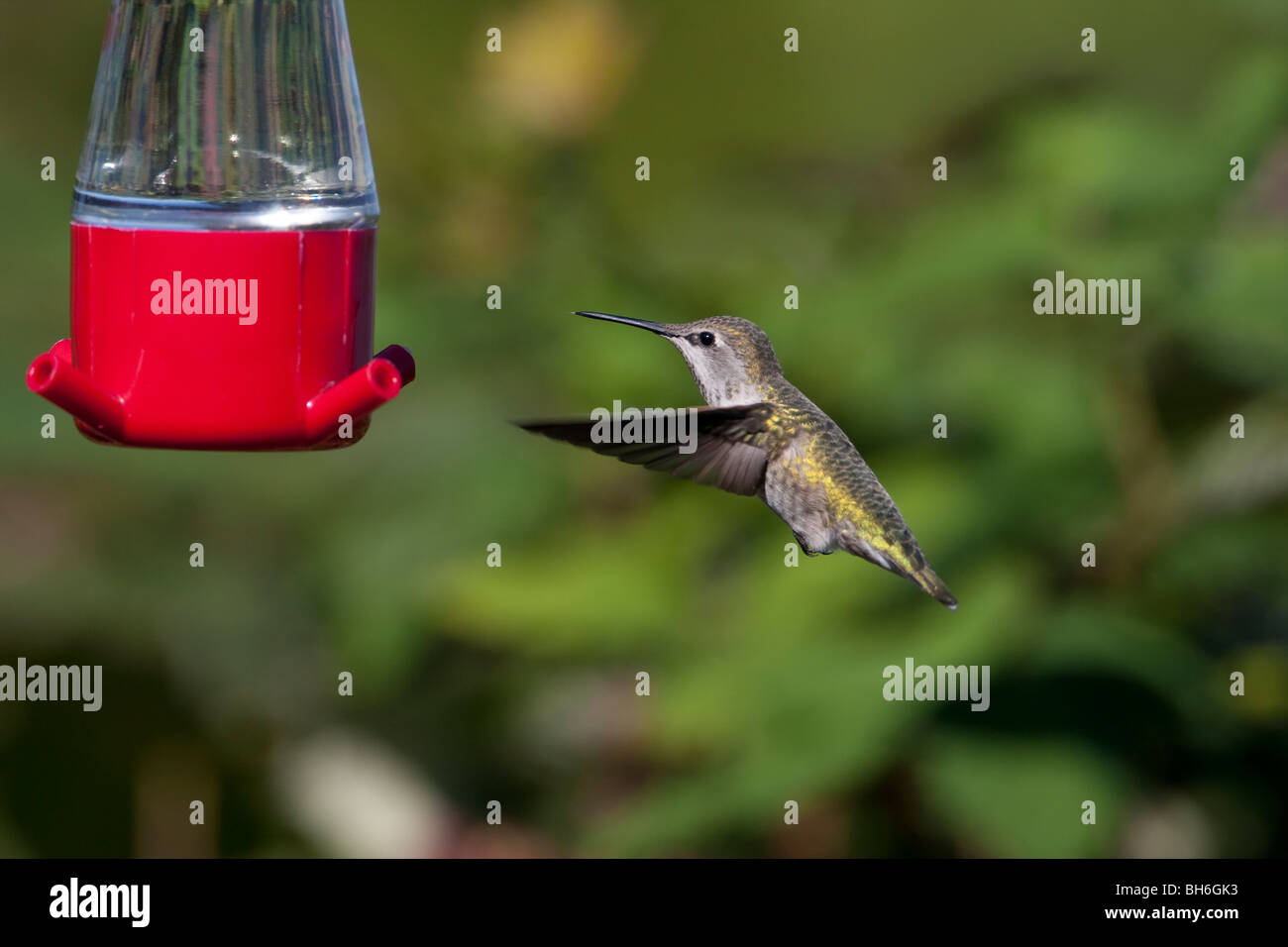 Anna's Hummingbird Calypte anna hovering femmina in corrispondenza di un alimentatore di hummingbird in Nanaimo Isola di Vancouver BC Canada nel mese di settembre Foto Stock