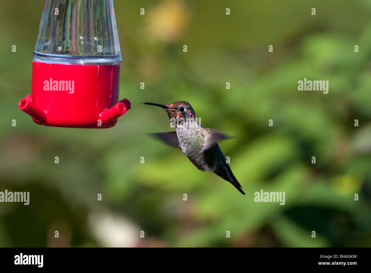 Anna's Hummingbird Calypte anna maschio passando a un colibrì alimentatore in Nanaimo Isola di Vancouver BC Canada nel mese di settembre Foto Stock