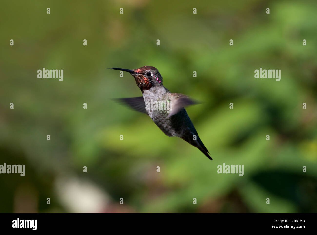 Anna's Hummingbird Calypte anna maschio passando a un colibrì alimentatore in Nanaimo Isola di Vancouver BC Canada nel mese di settembre Foto Stock