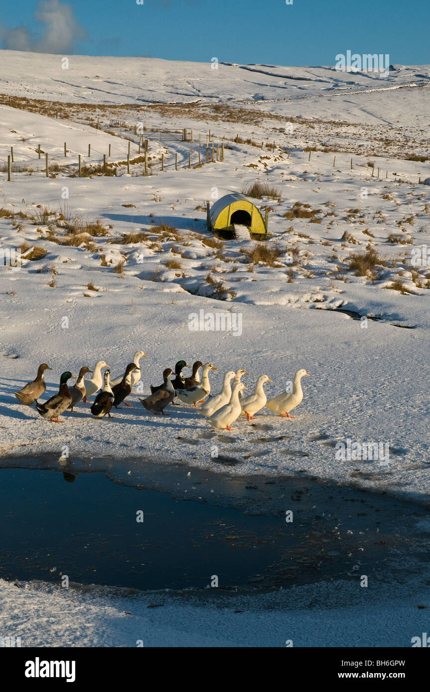 Agricoltura dh ORKNEY le anatre domestiche Congelato stagno e coperto di neve duckhouse campo Foto Stock
