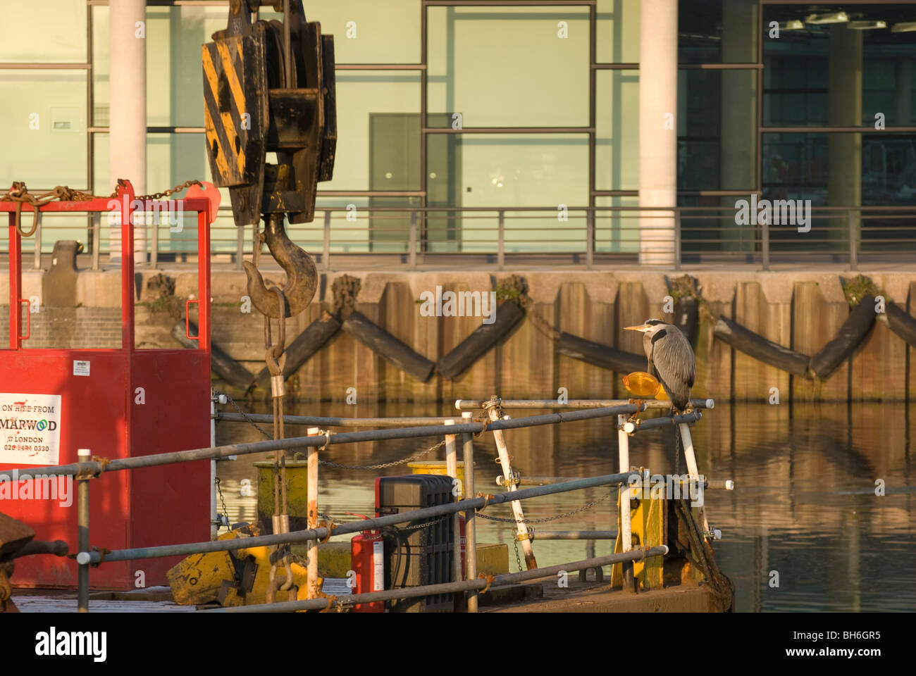 Airone cinerino (Ardea cinerea) seduto su una chiatta, Salford Quays, Greater Manchester REGNO UNITO Foto Stock