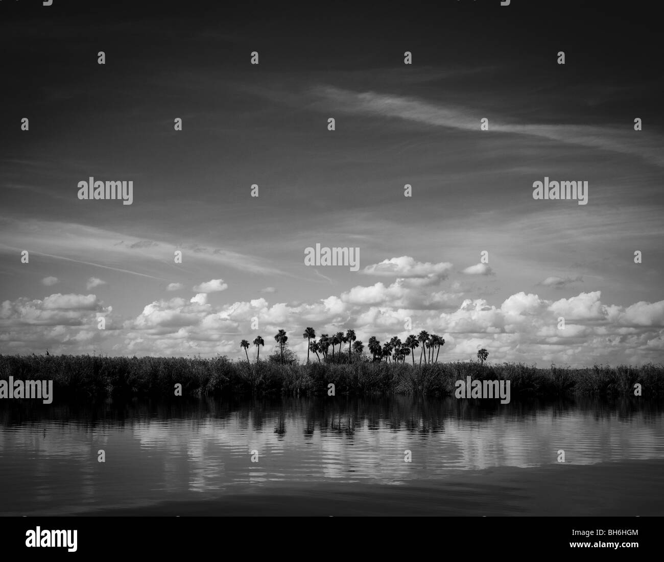 Un cavalletto di palme su un'isola nel mezzo del lago Jessup, un lago lungo il fiume del St Johns, Florida. Foto Stock