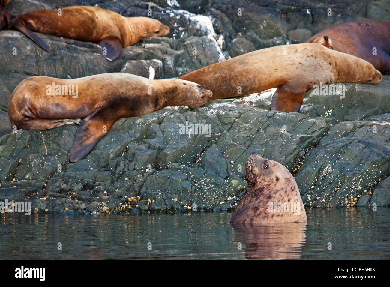 Steller leoni di mare del Nord off Vancouver Island, isola di Vancouver, British Columbia, Canada. Foto Stock